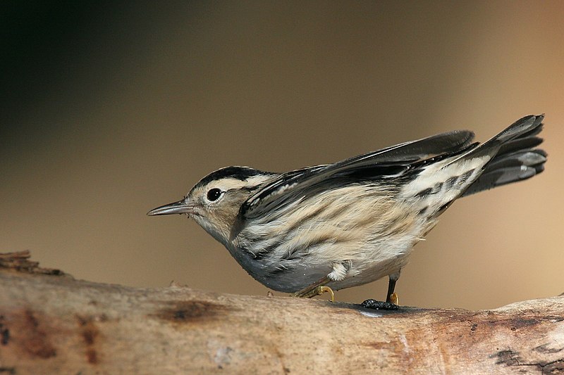 File:Black-and-white Warbler.jpg