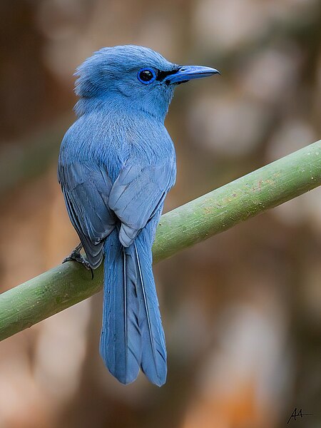 File:BlueParadiseFlycatcher.jpg