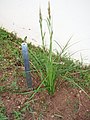 Bermuda sedge (Carex bermudiana)