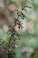 Dianella tasmanica