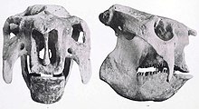 Doedicurus skull.jpg