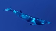 Dwarf minke whale (30694501214).jpg