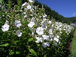 宿根福禄考（Phlox paniculata L）