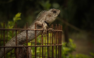 Lateral view