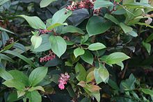 Gaultheria erecta 3.jpg