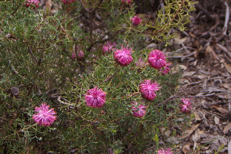 Файл:Isopogon dubius gnangarra 01.JPG