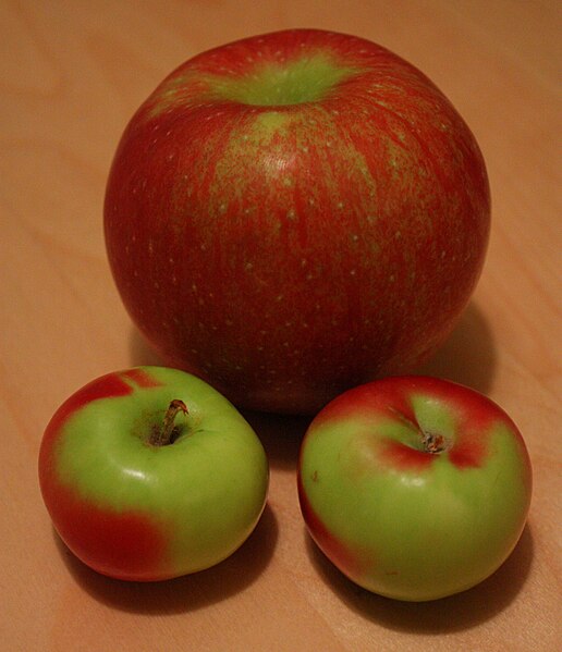 File:Lady apples-001 (8167962288).jpg