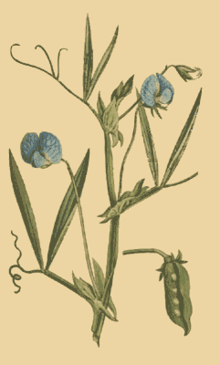 Lathyrus sativus.png