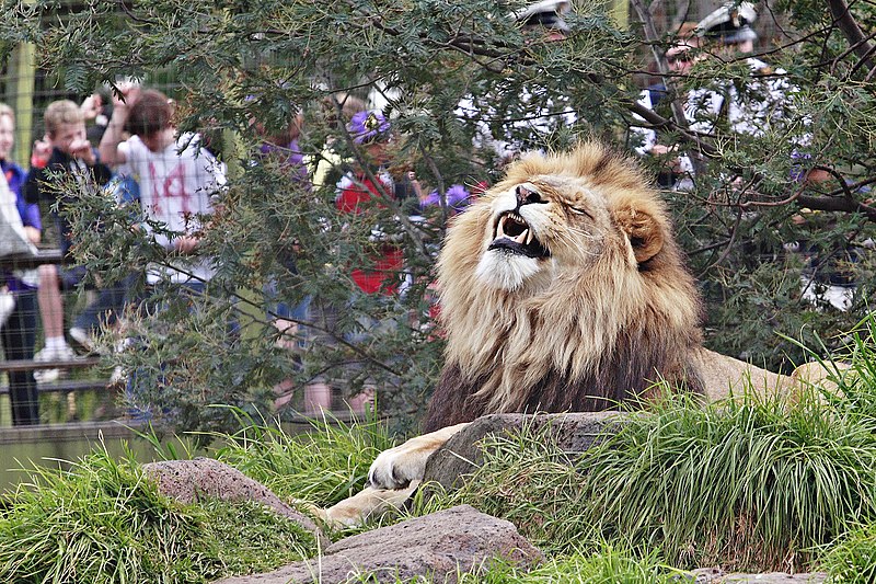 File:Lion - melbourne zoo.jpg