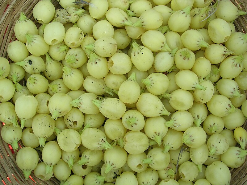 File:Mahua Flowers 1.jpg