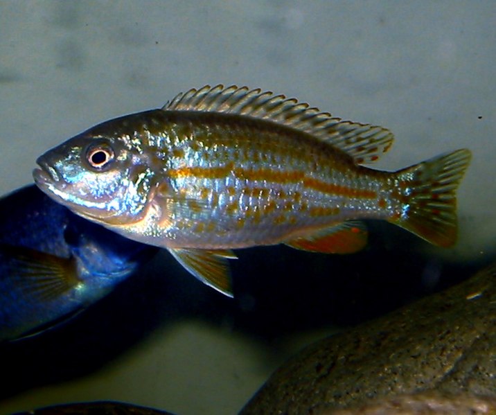 File:Melanochromis joanjohnsonae.jpg