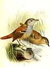 Rufous-tailed antwren