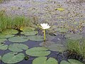 Water lily blooming in Sankarpur of west bengal