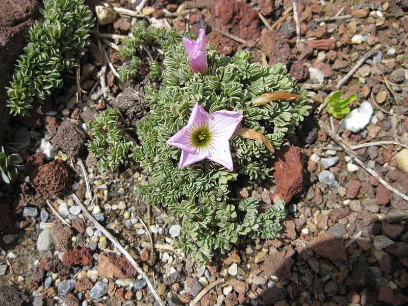 File:Oxalis adenophylla 002.JPG