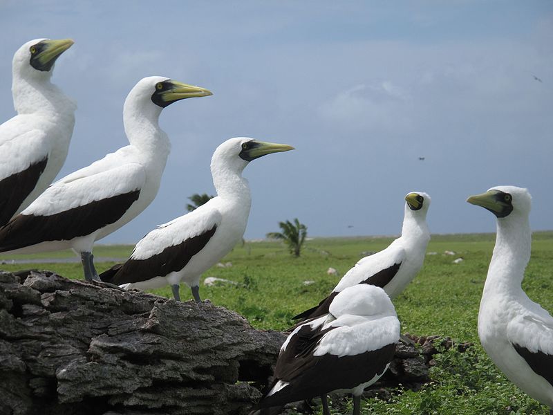 Archivo:Phoenix Islands Protected Area-114868.jpg