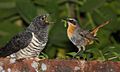 Image 16A red-chested cuckoo chick being feed by a significantly smaller Cape robin-chat adult (from Community (ecology))