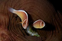 Two pink skunk clownfish (A. perideraion) and their closed host anemone, in Komodo