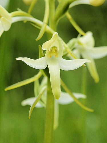 Цветок любки двулистной (Platanthera bifolia)