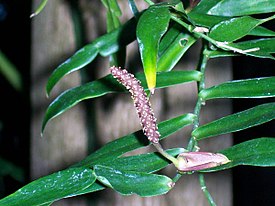 Соцветие Pothos longipes