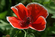 Red poppy flower.