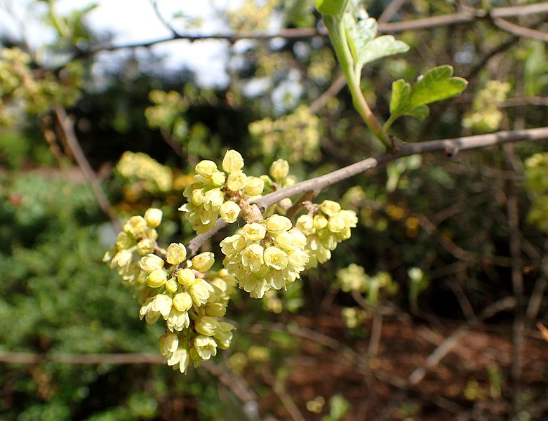 File:Rhus aromatica kz1.JPG