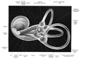 Internal liquid structures of the cochlea and semicircular ducts, vestibule at centre.