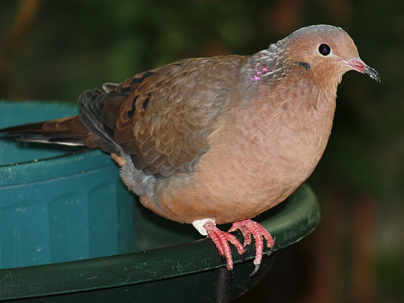 File:SocorroGroundDove025.jpg