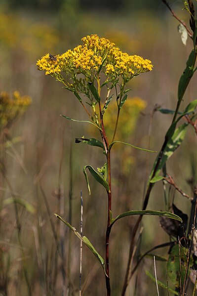 File:Solidago ohioensis 5499400.jpg