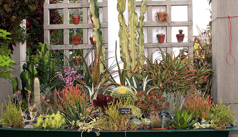 File:Succulent collection (processed).jpg