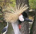 South-African crowned crane