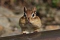 Image 8 Eastern chipmunk Photo: Simon Pierre Barrette The eastern chipmunk (Tamias striatus) is a chipmunk species native to eastern North America. Like other chipmunks, they transport food in pouches in their cheeks, as seen here. They eat bulbs, seeds, fruits, nuts, green plants, mushrooms, insects, worms, and bird eggs. More selected pictures