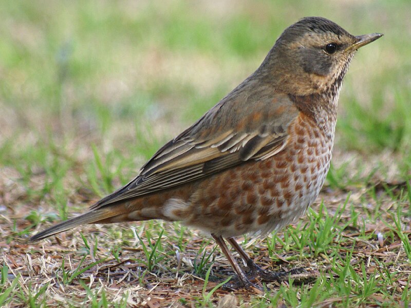 Файл:Turdus naumanni naumanni.jpg