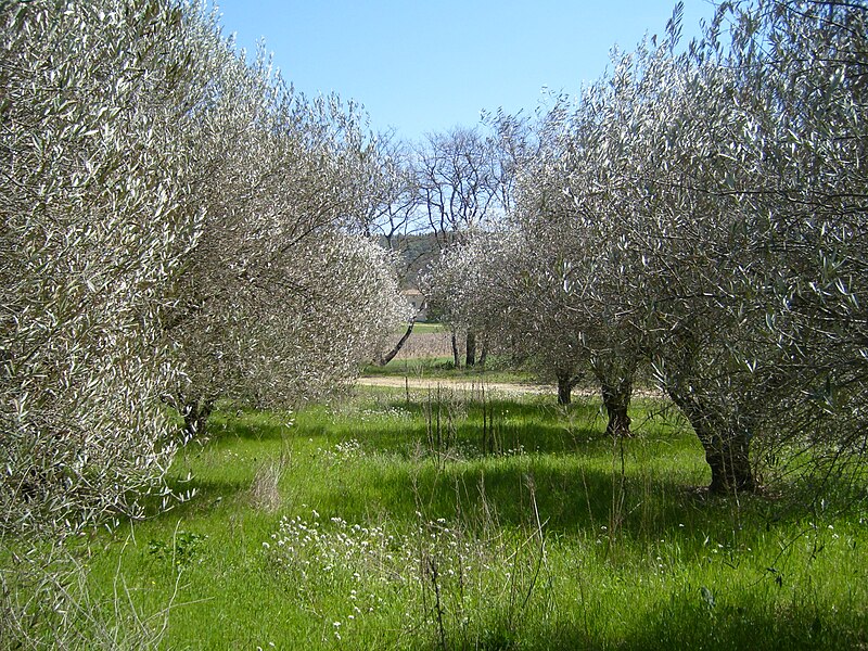 File:Val Joannis garden 9.JPG