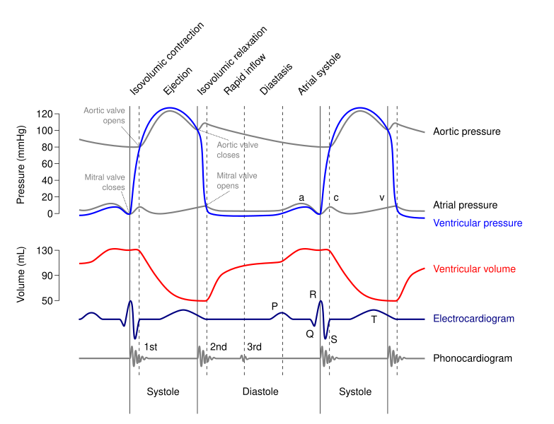 Archivo:Wiggers Diagram.svg