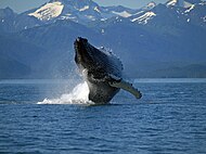 Humpback whale breaching just off South Shelter Island