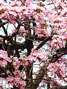 Árbol de apamate en Barinas.