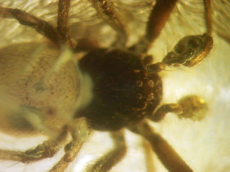 File:Baltic-amber-Arachnida,Araneae-head.JPG