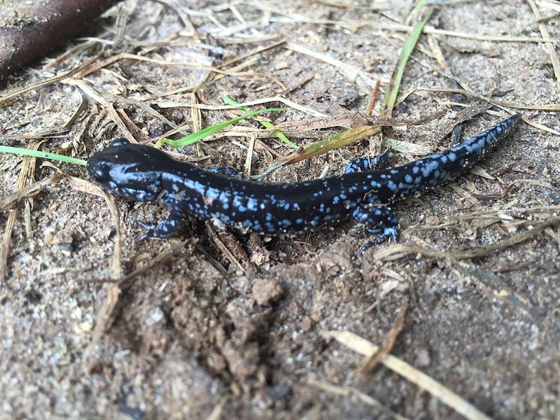 File:Blue-spotted salamander.JPG