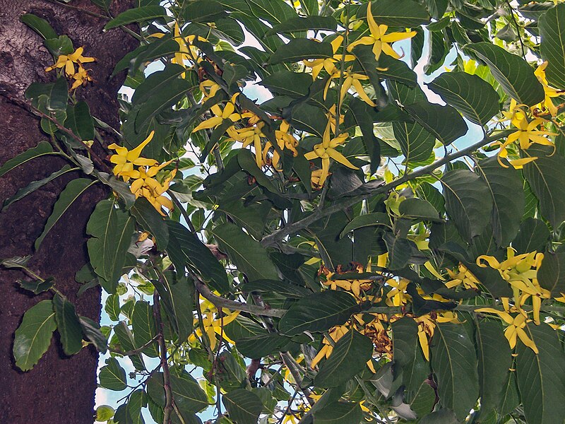 File:Cananga odorata flowers.jpg