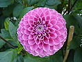 Dahlia "Mary's Jomanda"