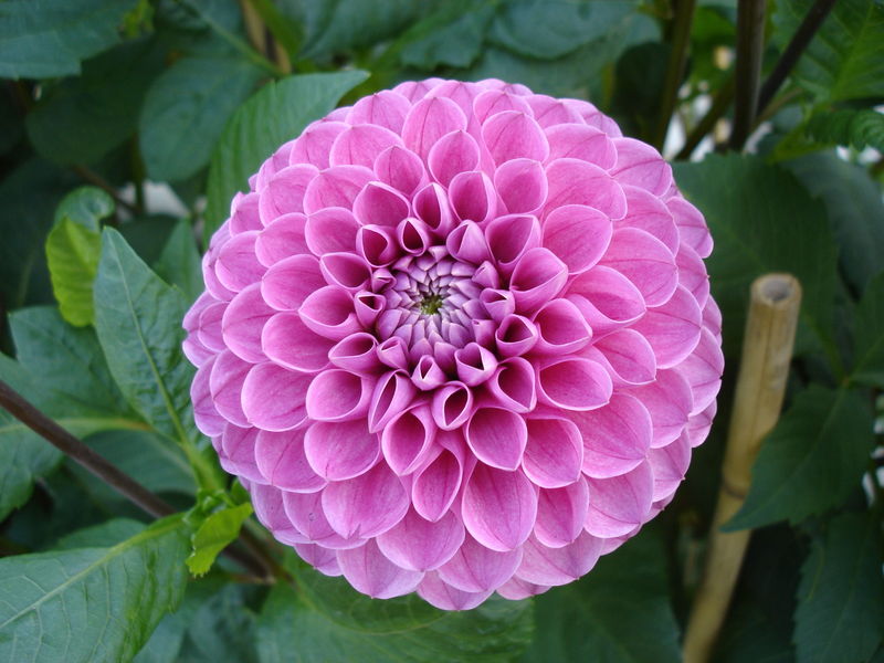 File:Dahlia Mary's Jomanda.jpg