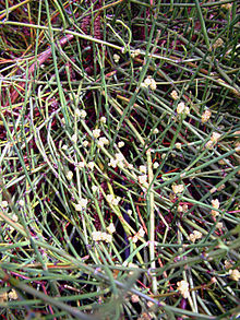 Ephedra sinica alexlomas.jpg