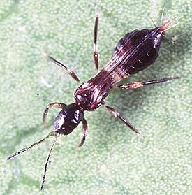 Franklinothrips vespiformis