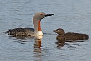 Adult in breeding plumage and recently hatched young