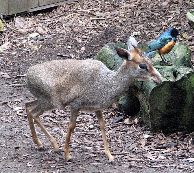 Archivo:Guenther's Dik-Dik.jpg