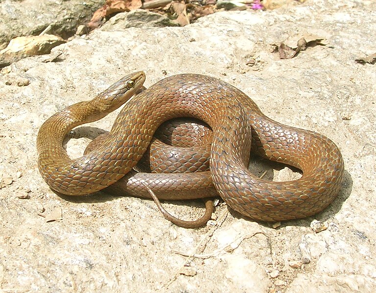 File:Himalayan Keelback 1.jpg