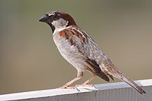 small sparrow with pale belly and breast and patterned wing and head