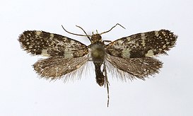 Lampronia corticella