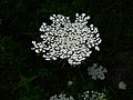 Wild carrot