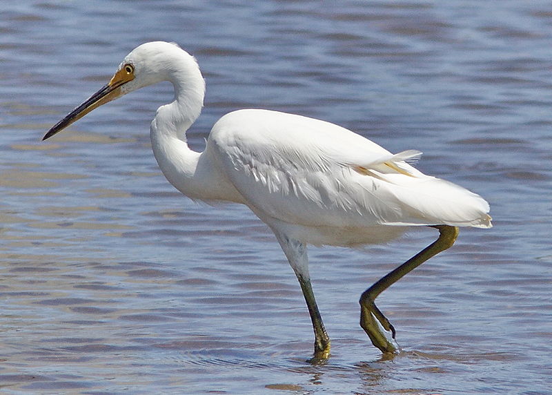 File:Little Egret foot.jpg